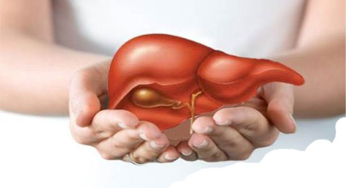 cao chè vằng bảo vệ gan