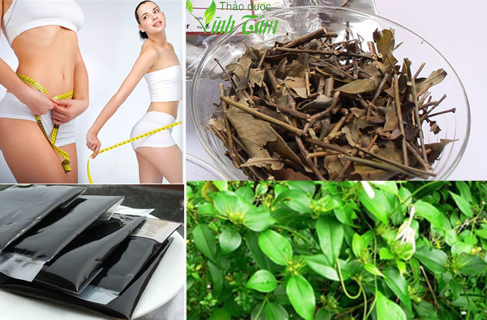 cao chè vằng quản trị