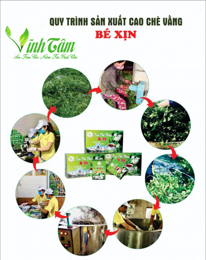 cao chè vằng bé xịn