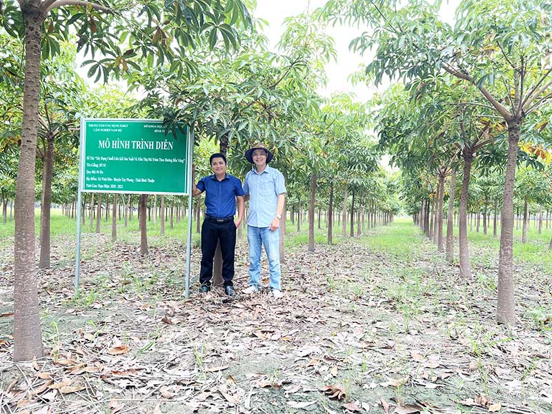 cây mủ trôm giống