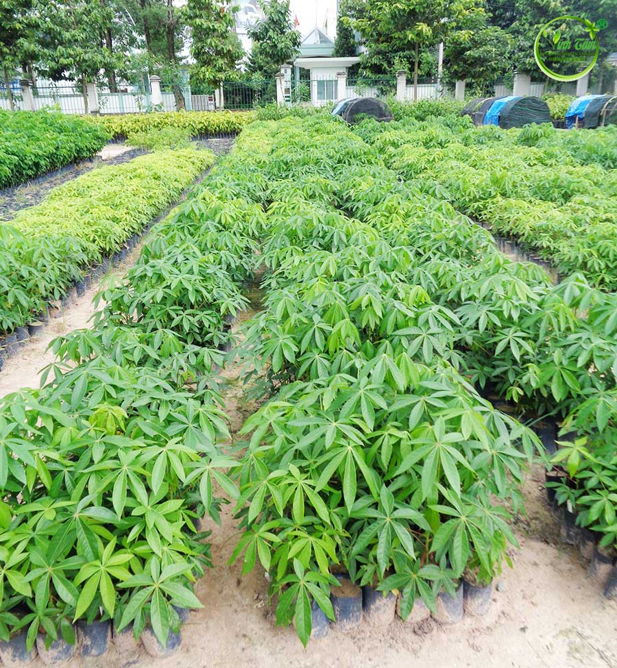 cây mủ trôm giống