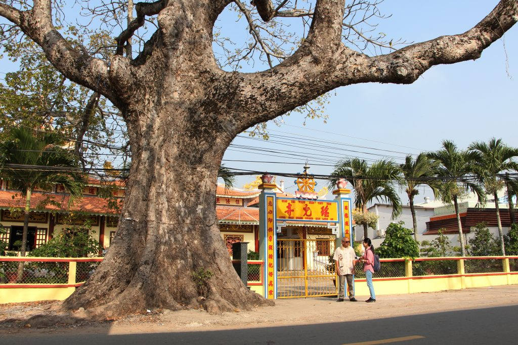 cây trôm cổ thụ