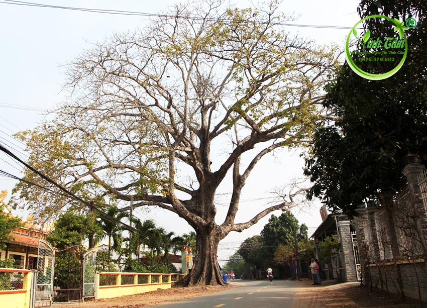 cây trôm cổ thụ