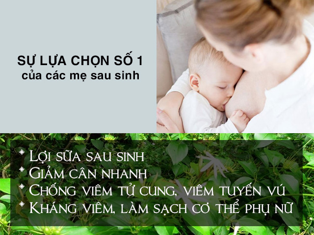 cao chè vằng lợi sữa