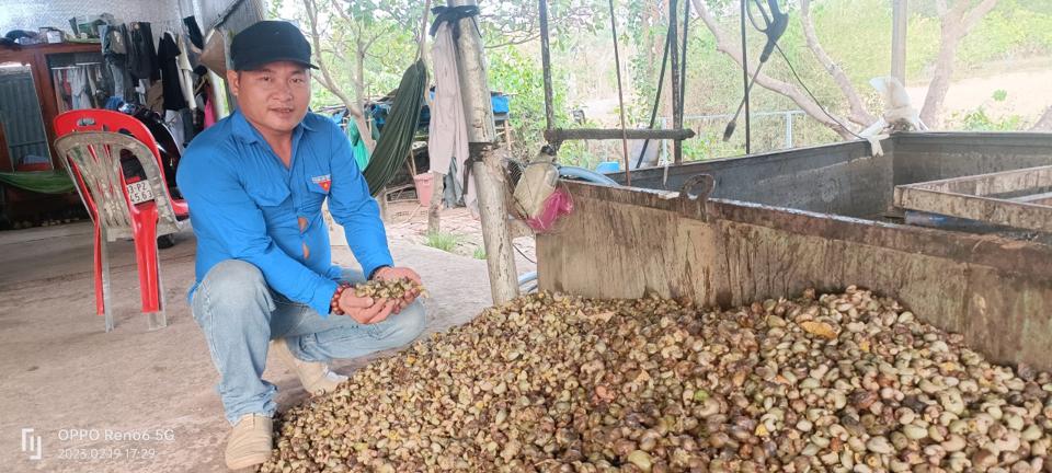 hạt điều rang muối bình phước