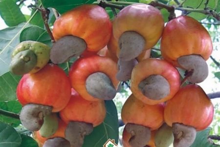 Anh Hồ Văn Bình, chủ vựa thu mua điều tại huyện Đồng Phú, tỉnh Bình Phước, bên đống hát điều tươi vừa thu mua suốt cả ngày. Ảnh: Lâm Thiện.