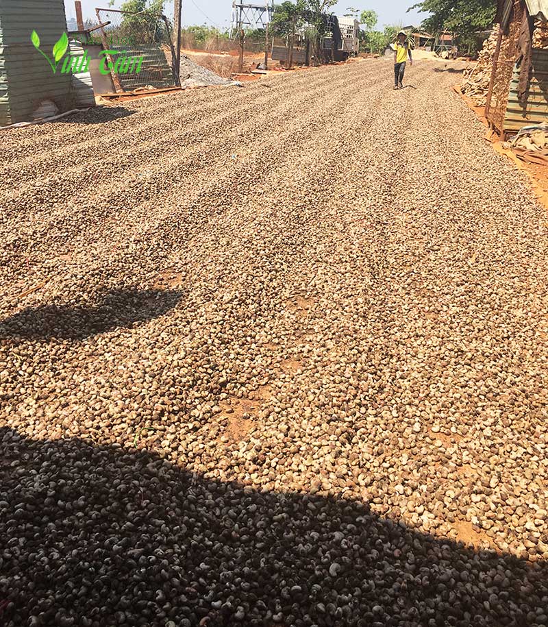 hạt điều rang muối bình phước