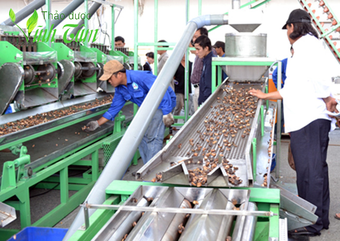 hạt điều rang muối bình phước