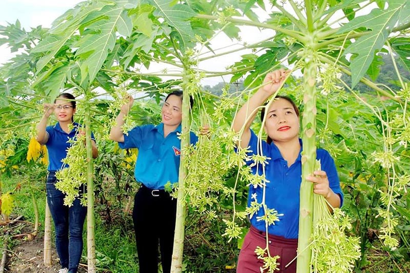 ai không nên uống hoa đu đủ đực