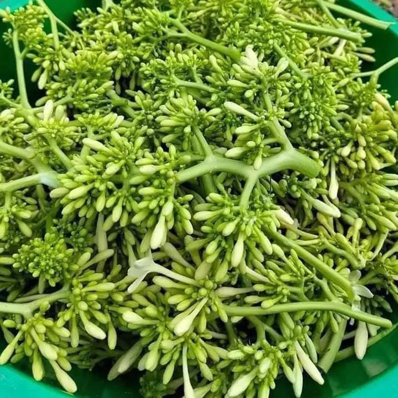 ai không nên uống hoa đu đủ đực