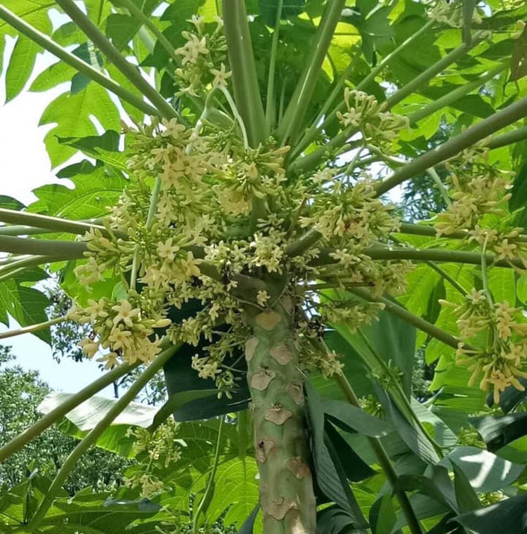 ai không nên uống hoa đu đủ đực