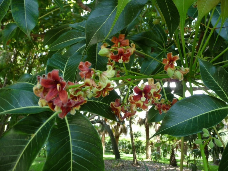 mủ trôm có tác dụng gì