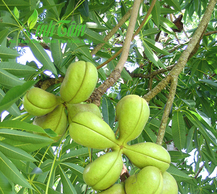 cách sử dụng mủ trôm