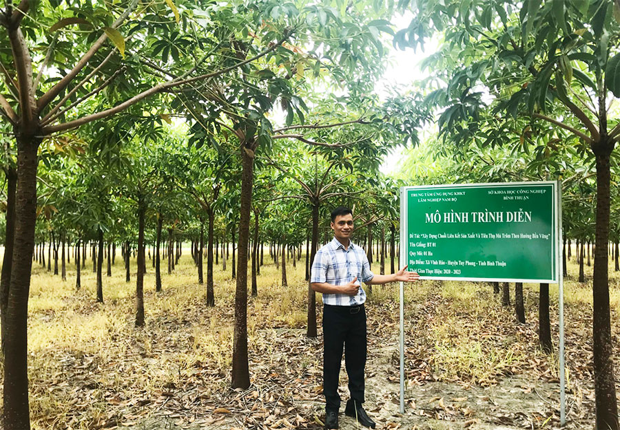 mủ trôm vĩnh hảo