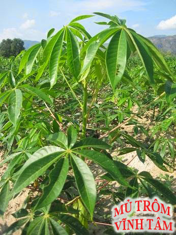 lá cây trôm