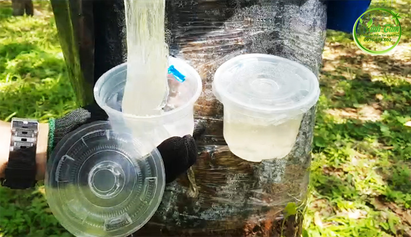 cách lấy mủ trôm