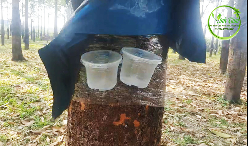 cách lấy mủ trôm