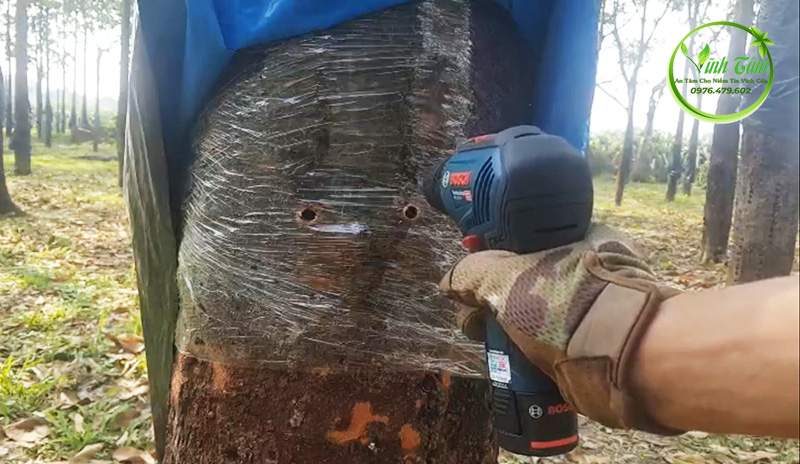 cách lấy mủ trôm