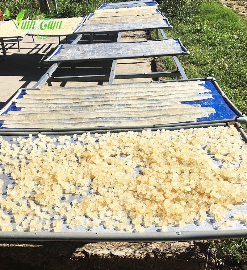 cách lấy mủ trôm