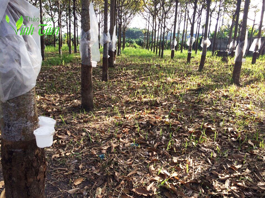 cách lấy mủ trôm