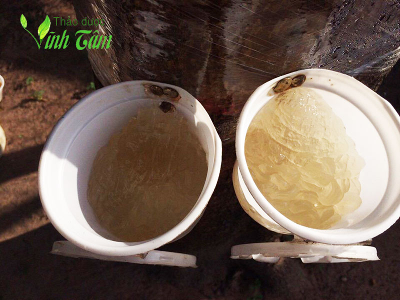 cách lấy mủ trôm