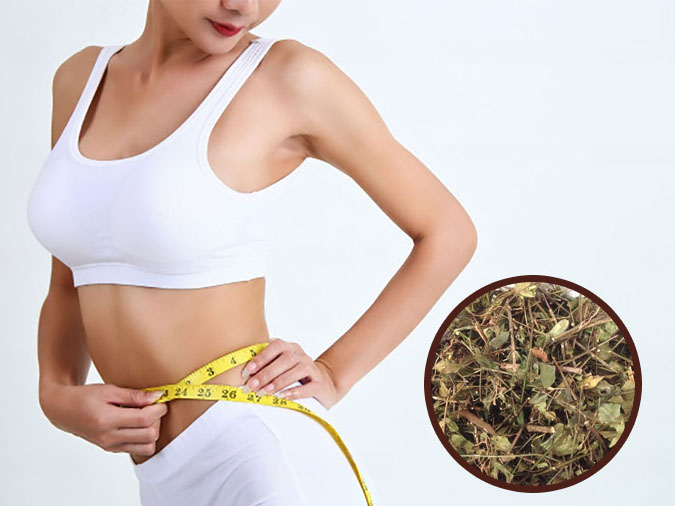 cao chè vằng giảm cân