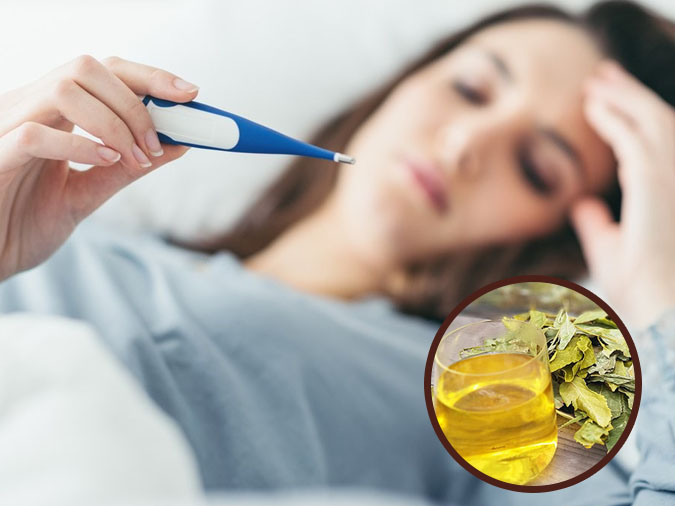 cao chè vằng hạ sốt