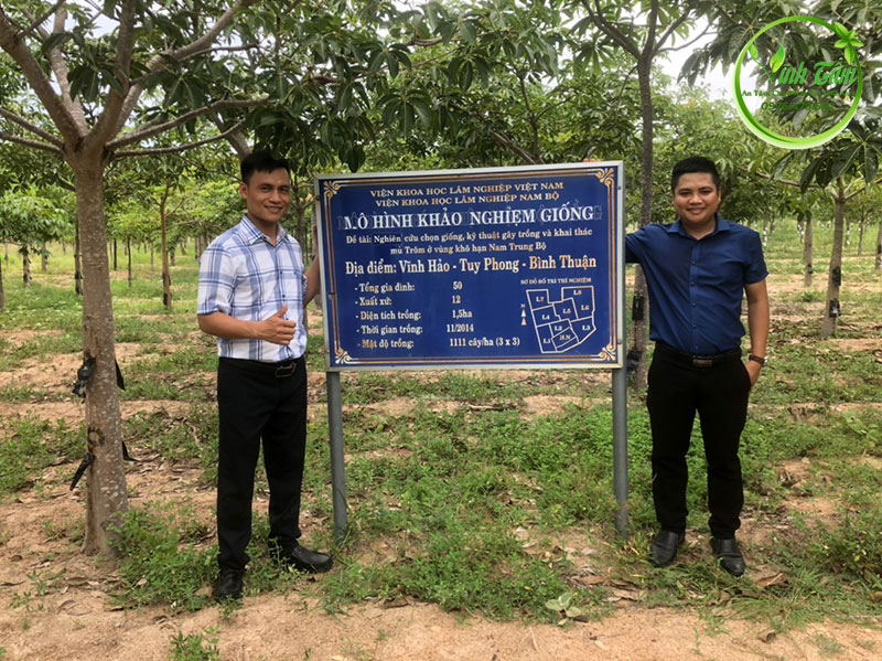 mủ trôm bình thuận