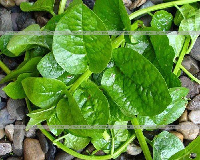 trị bệnh táo bón