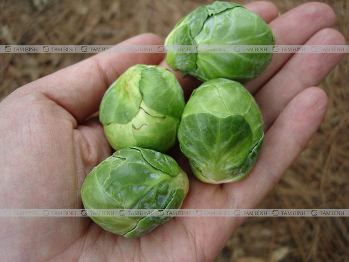 trị bệnh táo bón