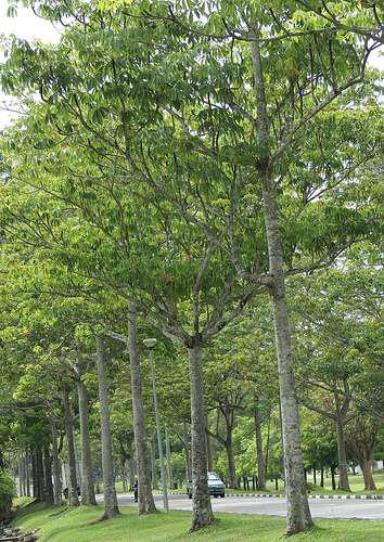 cây mủ trôm trồng ven đường