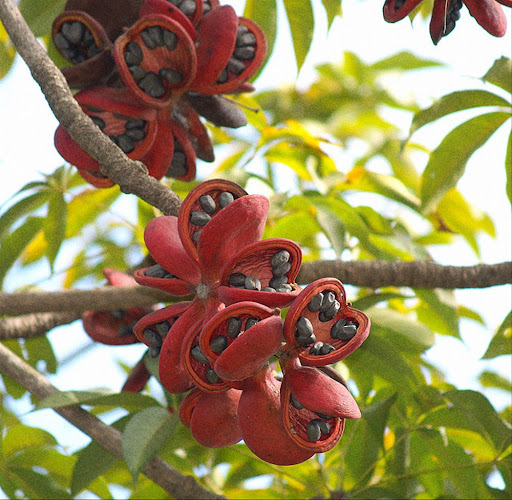 quả và hạt cây mủ trôm khi chín