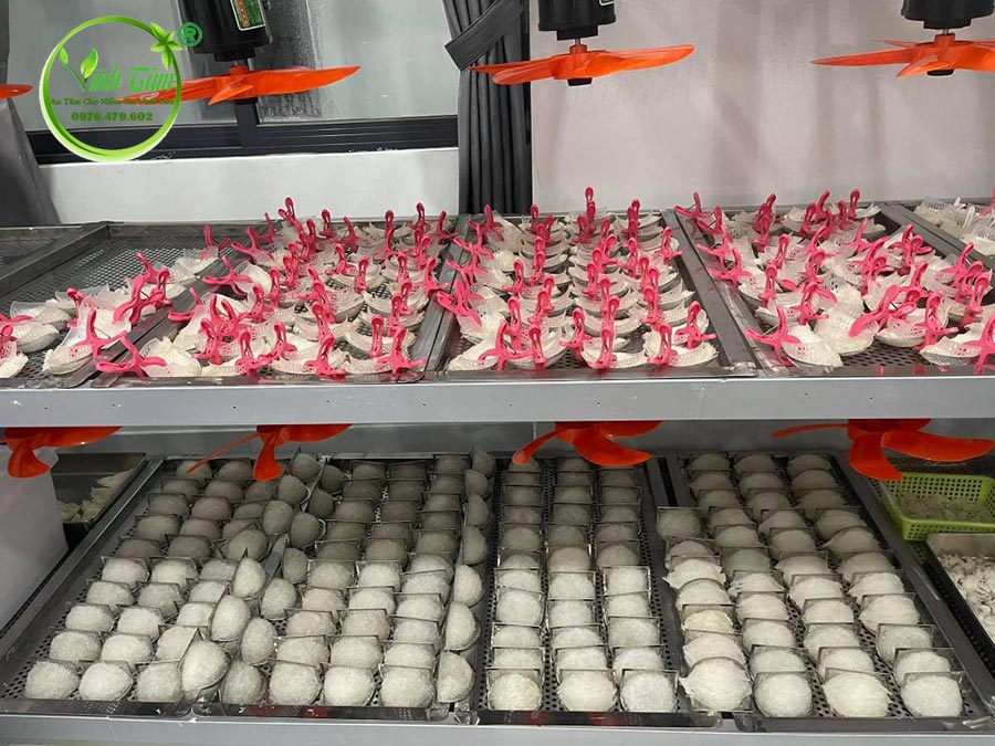 yến sào chất lượng